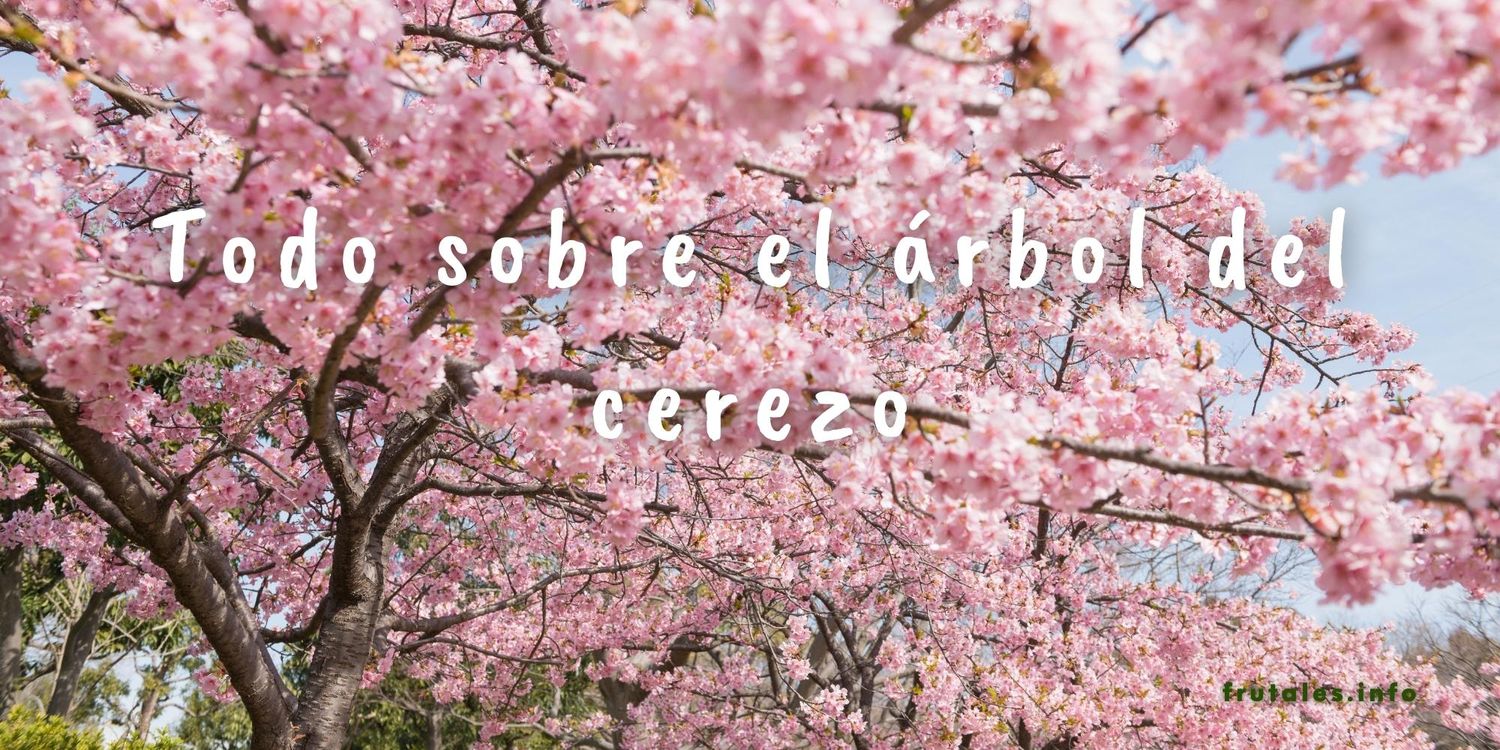 Imagen destacada del artículo "todo sobre el árbol del cerezo". Se compone de una hilera de árboles frutales en flor y el titulo sobre escrito en color blanco.