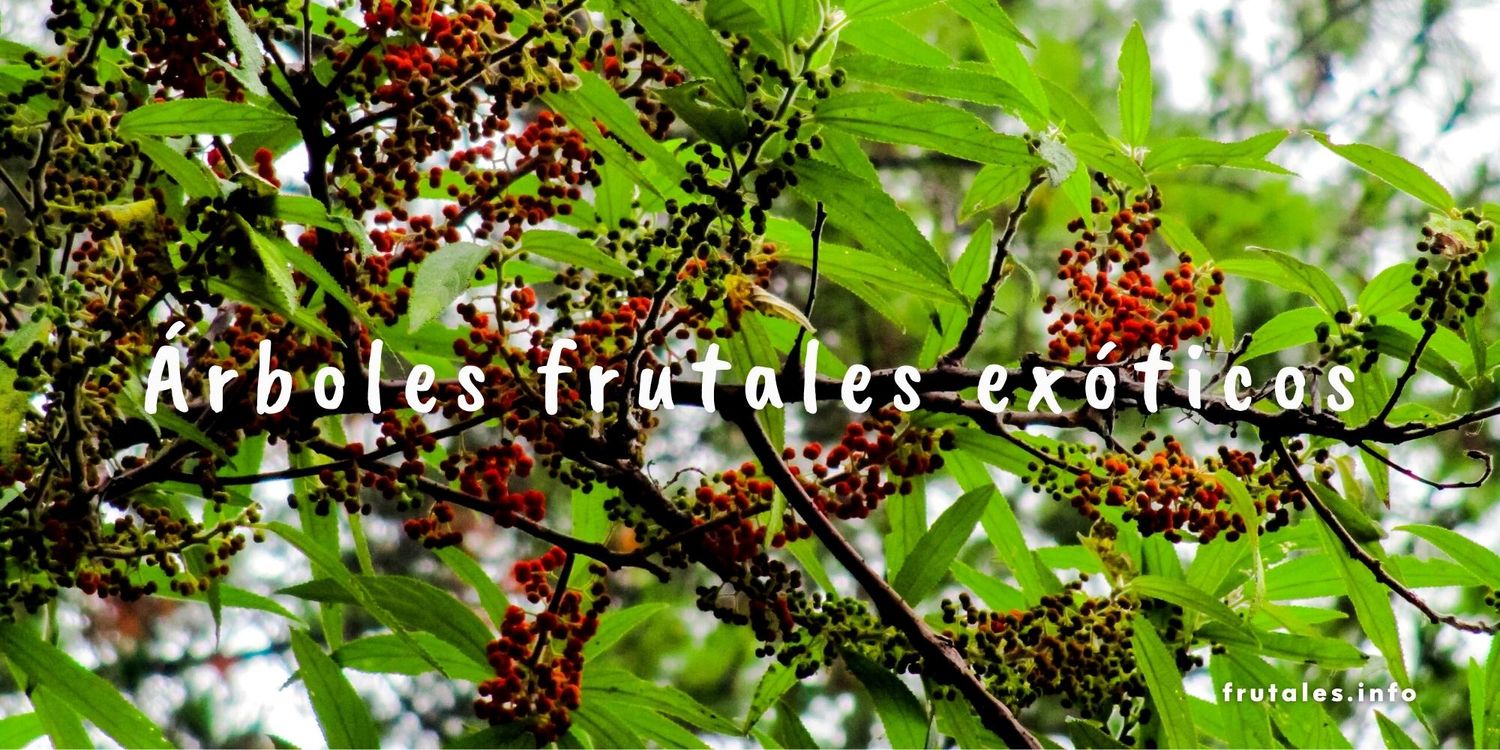 Foto de un árbol frutal exótico y texto sobre escrito: Árboles frutales exóticos.