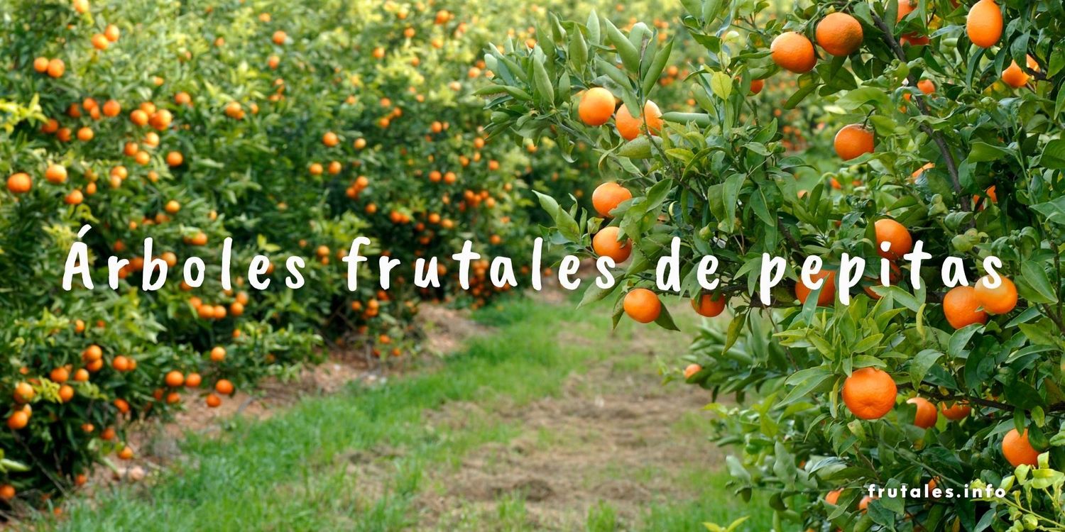 Foto de un campo de naranjos y texto sobre escrito: Árboles frutales de pepitas.
