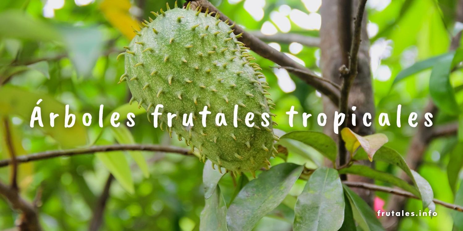 Foto detalle de un árbol tropical con su fruto y texto sobre escrito: Árboles frutales tropicales.
