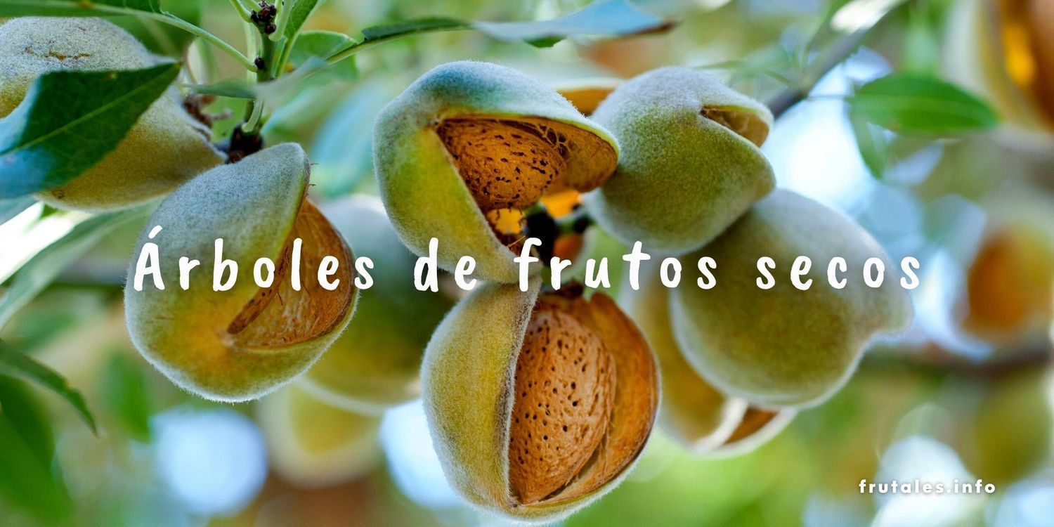 Foto de cerca del fruto seco de un almendro y texto sobre escrito: Árboles de frutos secos.