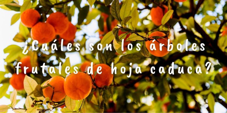 Foto de un melocotonero con la siguiente pregunta sobreimpresa: ¿Cuáles son los árboles frutales de hoja caduca?