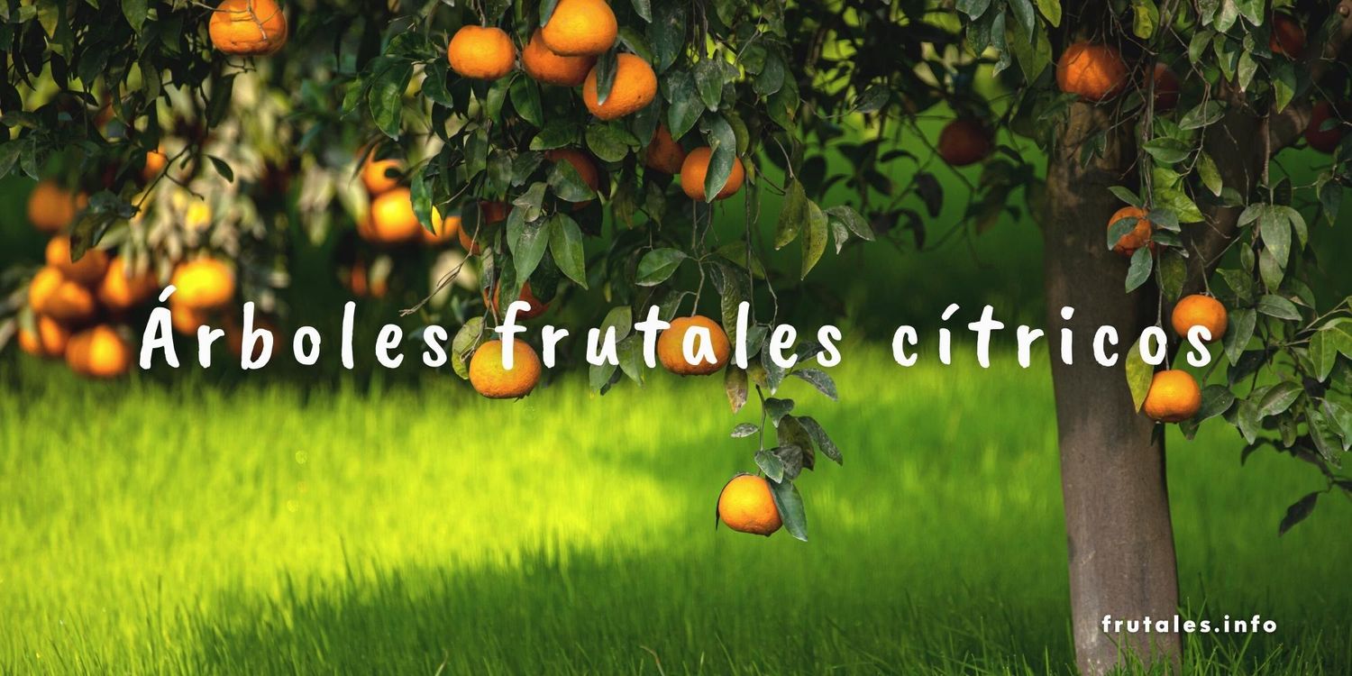 Foto de un naranjo y texto sobre escrito: Árboles frutales cítricos.