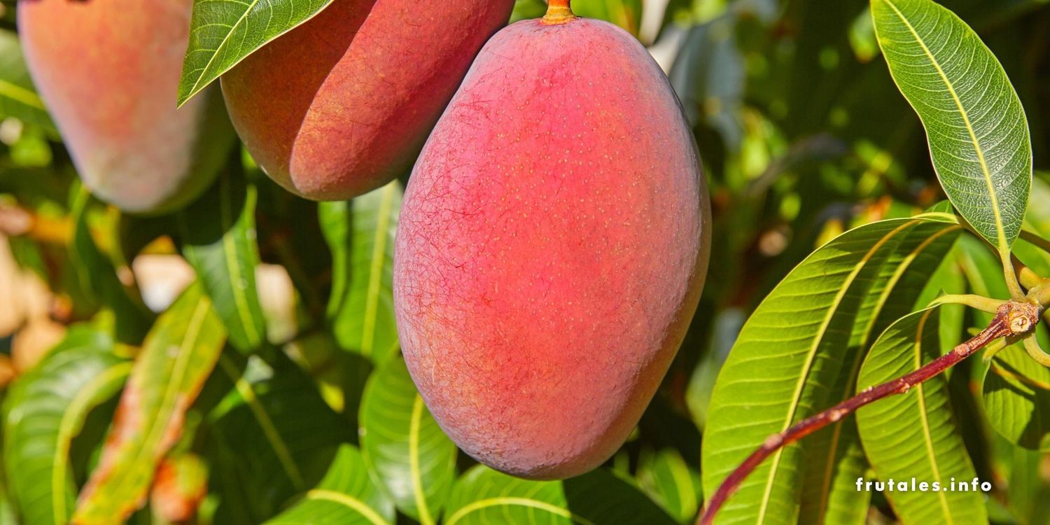Foto en primer plano del fruto del mango en su árbol, como imagen destacada del artículo sobre dónde plantar un árbol de mango.