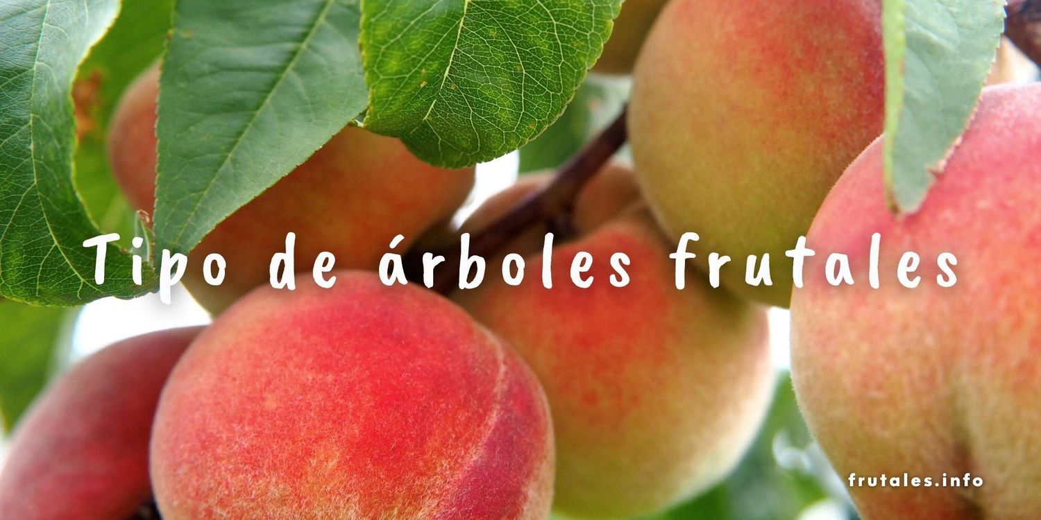 Foto detalle y de cerca de los frutos del melocotón en su árbol. Con el texto sobre impreso: Tipos de árboles frutales.