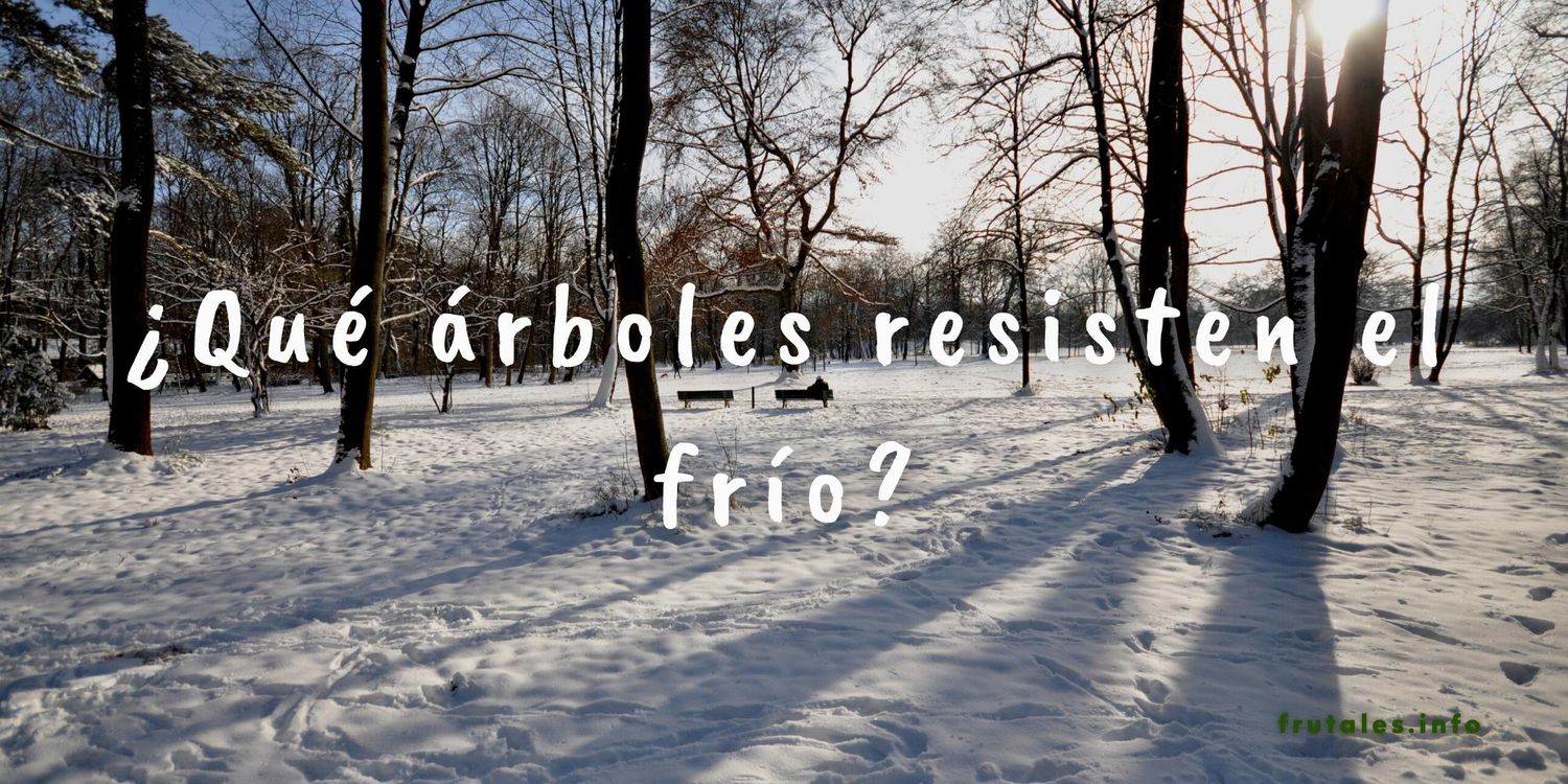 Foto de un bosque de árboles de hoja caduca en la nieve. en referencia a los árboles de clima frío.