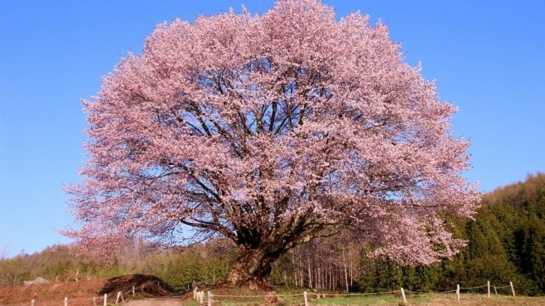 Árbol del cerezo grande y adulto.. Foto de un árbol del cerezo grande y adulto en medio del campo de forma aislada.