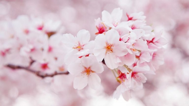 Detalle de las flores del cerezo criado en buena tierra. Foto muy de cerca y con setalle de las flores del cerezo criado en buena tierra.