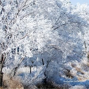 Foto de un conjunto de árboles, tomada muy de cerca, en zonas frías y nevada.