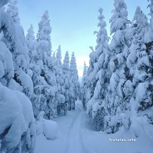 Foto de un camino nevado en medio de un bosque de árboles también cubiertos por el frío.