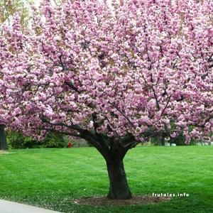 Foto cuadrada donde se ve un cerezo desde la ráiz hasta casi la copa estando en plena floración.