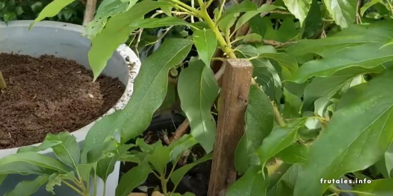 El árbol frutal del aguacate en maceta: Todo lo que debes saber