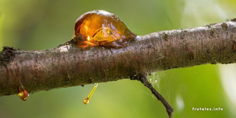 Foto de una rama de un árbol frutal afectado por chancro con gomosis.