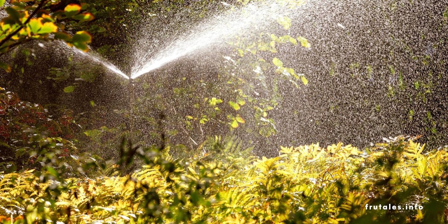 Árbol del cerezo grande y adulto.. Foto regando a pleno Sol con un aspersor.