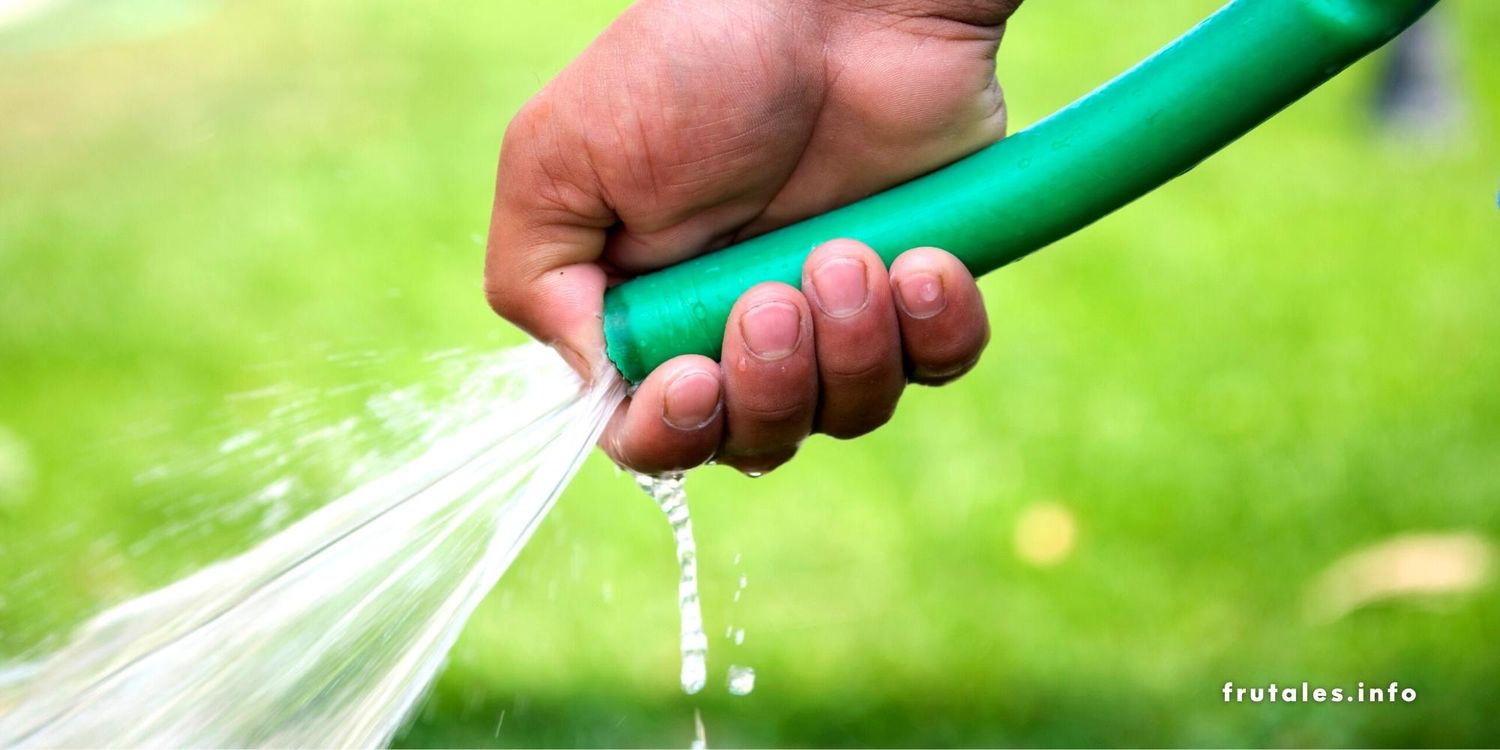 Foto regando a pleno Sol con una manguera de color verde.