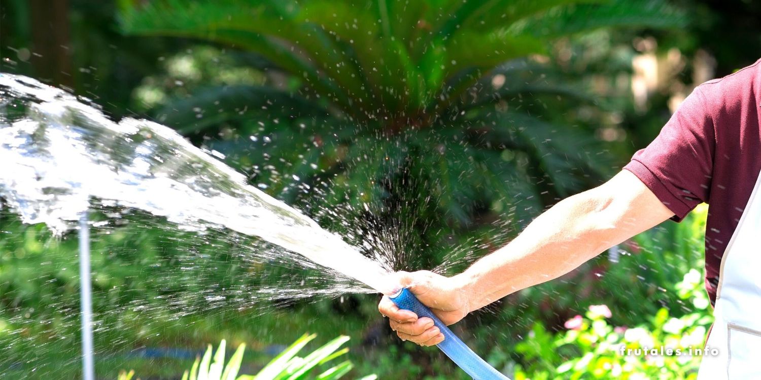 Foto regando a pleno Sol con una manguera de color azul.