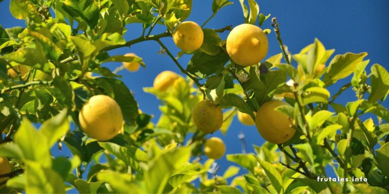 Foto de la copa de un limonero con limones en referecnia a qué puedo plantar al lado de un limonero: ¿Se puede plantar un limonero al lado de un naranjo?