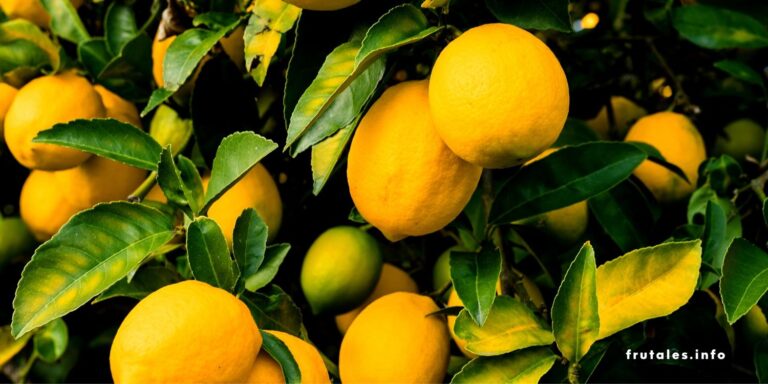 Foto de primer plano de unos limones en su árbol haciendo referencia a cuándo se recogen los limones.