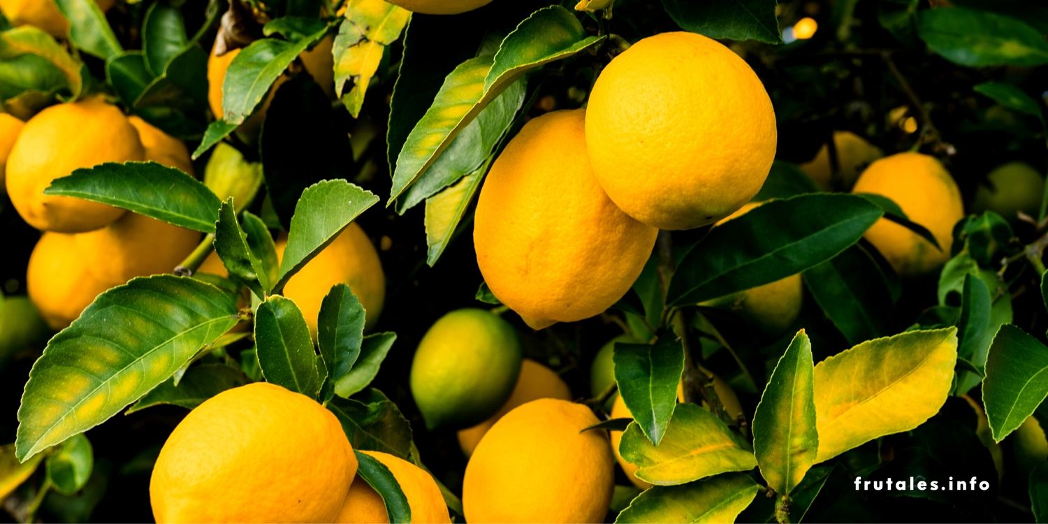 Foto de primer plano de unos limones en su árbol haciendo referencia a cuándo se recogen los limones.
