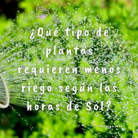 Foto regando con una regadera unas pantas verdes a plena luz solar, con la pregunta sobre impresa en letras de color blanco: "¿Qué tipo de plantas requieren menos riego en función de las horas de Sol?"