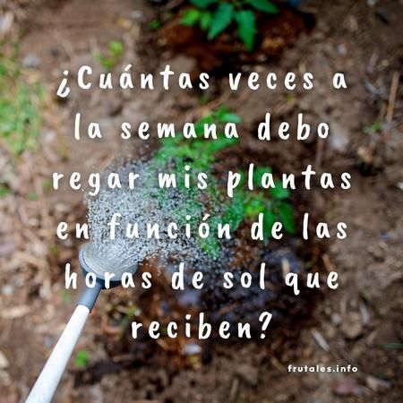 Foto regando con una regadera en horas de Sol con la pregunta sobre impresa en letras de color blanco: "¿Cuántas veces a la semana debo regar mis plantas en función de las horas de sol que reciben?"