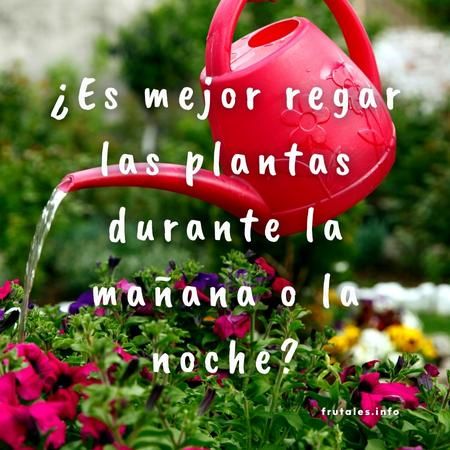 Foto regando unas flores con una regadera de color rojo y con la pregunta sobre escrita en letras de color blanco: "¿Es mejor regar las plantas durante la mañana o la noche en función de las horas de Sol?"