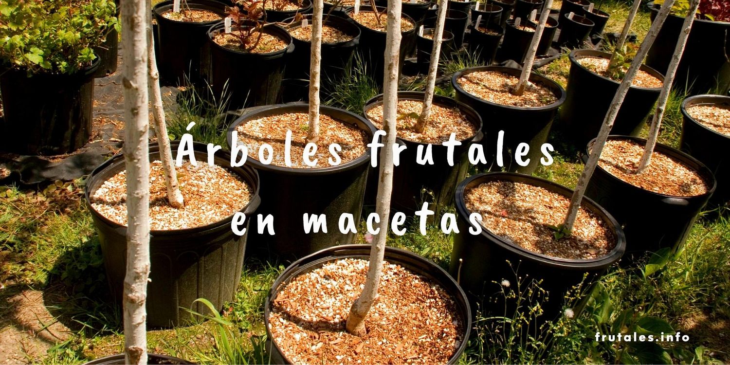 Foto detalle de las macetas donde hay sembrado árboles frutales. Con el texto sobre escrito en letras de color blanco: Árboles frutales en macetas.