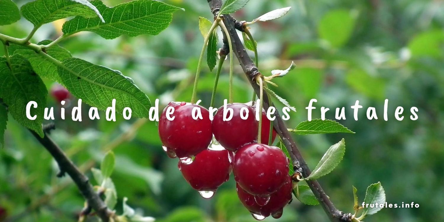 Foto en detalle de un cerezo con su fruto en referencia a los cuidados que debemos proporcionar a nuestros árboles frutales. La imagen lleva sobre escrito el texto: Cuidado de árboles frutales.