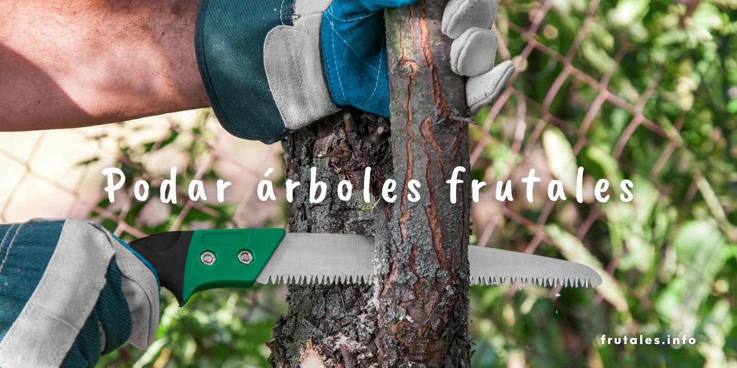 Foto podando un árbol frutal con un serrucho y el siguiente texto sobre impreso en letras blancas: Podar árboles frutales.