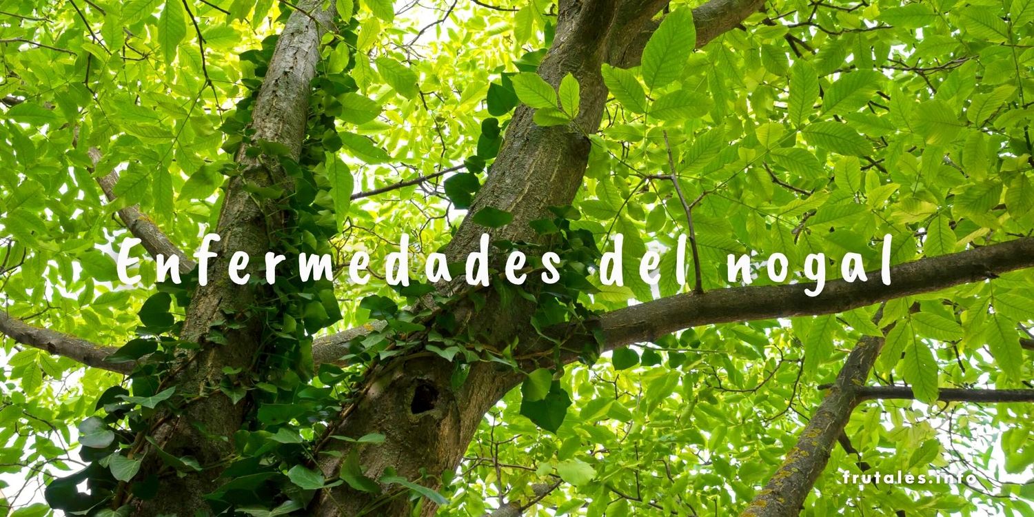 Foto en detalle de un frondoso y saludable nogal visto desde abajo. Con el texto sobreimpreso en letras de color blanco: Enfermedades del nogal.