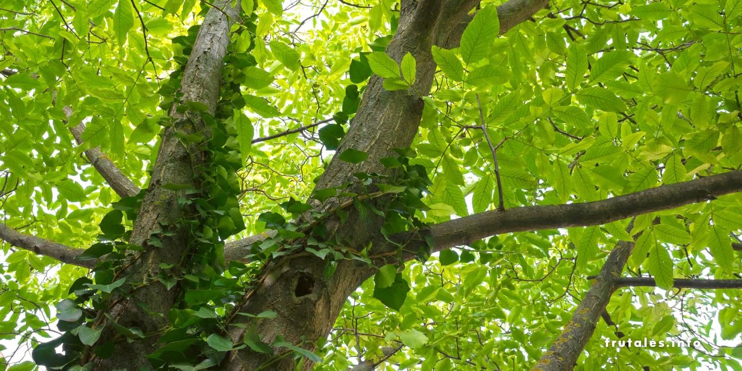 Foto en detalle de un frondoso y saludable nogal visto desde abajo.
