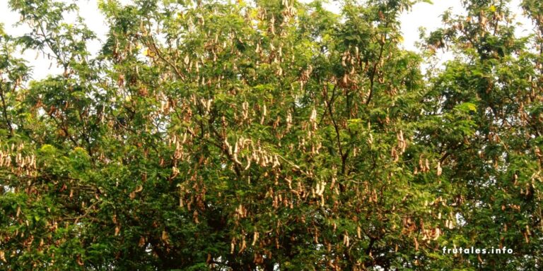 Foto de la copa del árbol del tamarindo en referencia a que es el árbol que tarda 80 años en dar fruto.