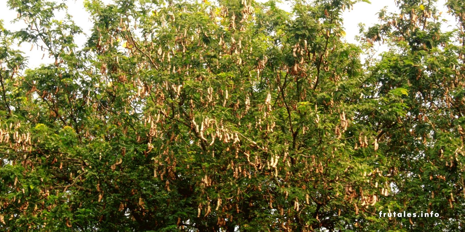 Foto de la copa del árbol del tamarindo en referencia a que es el árbol que tarda 80 años en dar fruto.
