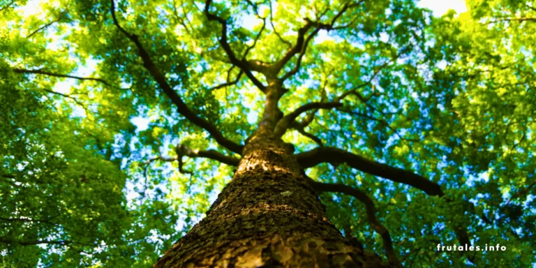 Foto de un gran árbol enorme visto en contrapicado desde el suelo hasta la copa.