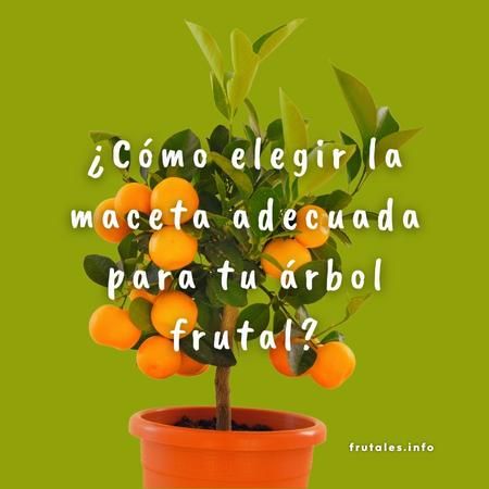 Foto de un naranjo en maceta con un fondo verde liso y la pregunta sobre escrita en letras de color blanco: ¿Cómo elegir la maceta adecuada para tu árbol frutal?