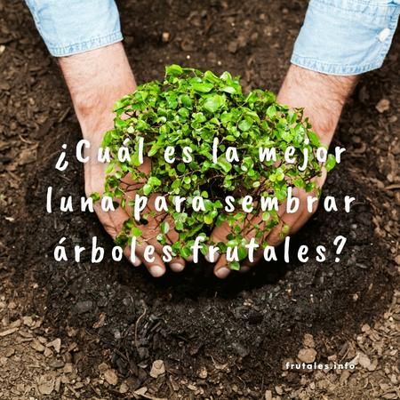 Foto con unas manos sembrando un árbol frutal pequeño y la pregunta sobreimpresa en letras de color blanco: ¿Cuál es la mejor luna para sembrar árboles frutales?