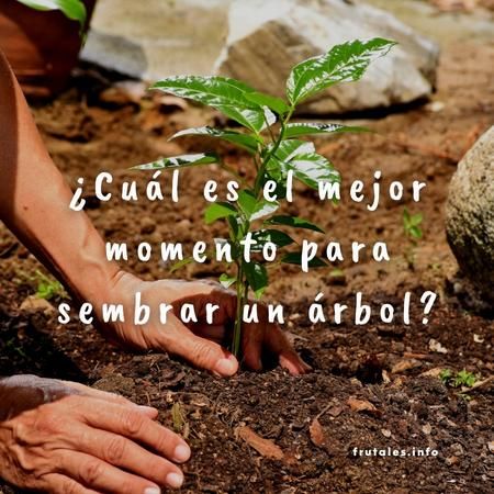 Foto con unas manos sembrando un árbol frutal pequeño y la pregunta sobreimpresa en letras de color blanco: ¿Cuál es el mejor momento para sembrar un árbol?