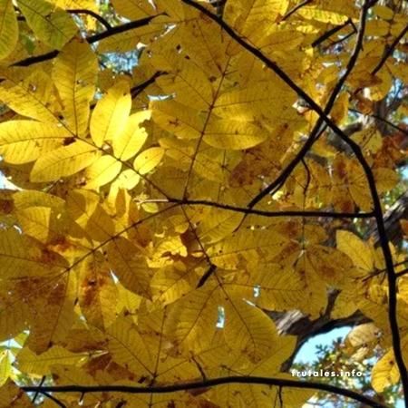 Foto en detalle de unas hojas de nogal amarillentas con síntoma de enfermedad.