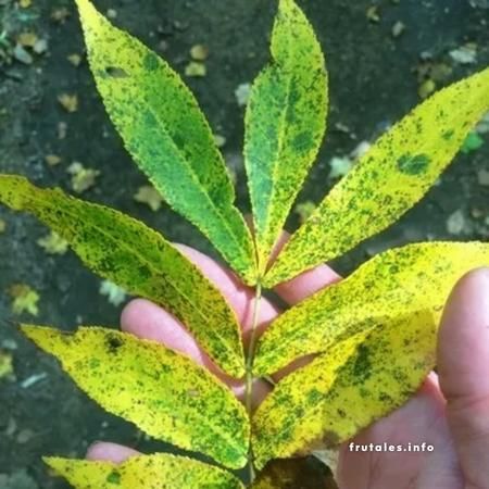 Foto en detalle de unas hojas de nogal afectadas por la enfermedad y con manchas oscuras.