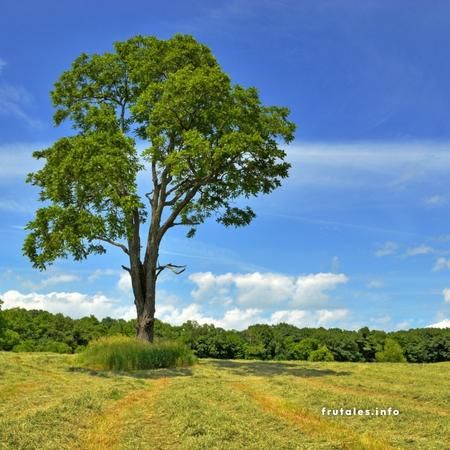 Foto de un nogal adulto y sano.