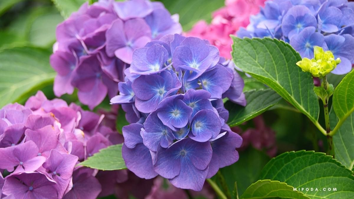 Foto de unas hortensias en flor.