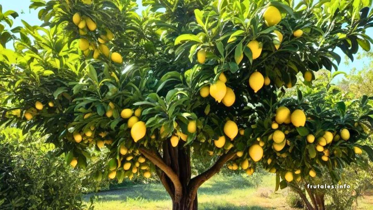 Foto de un limonero en un limonar en referencia a las enfermedades de los limoneros.