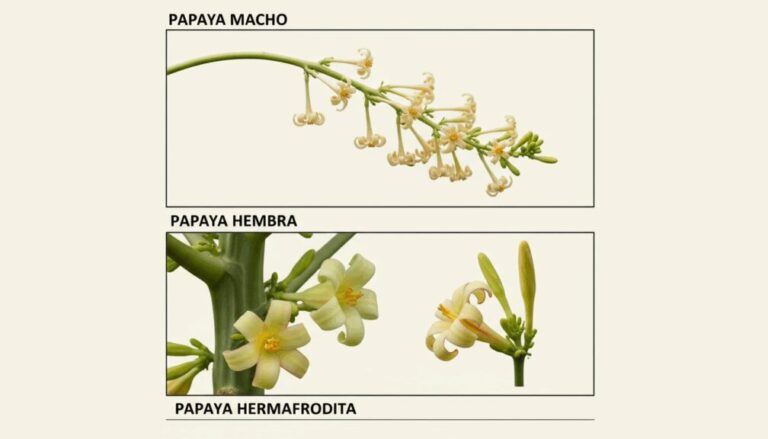 ¿Cómo saber si una papaya es macho o hembra?