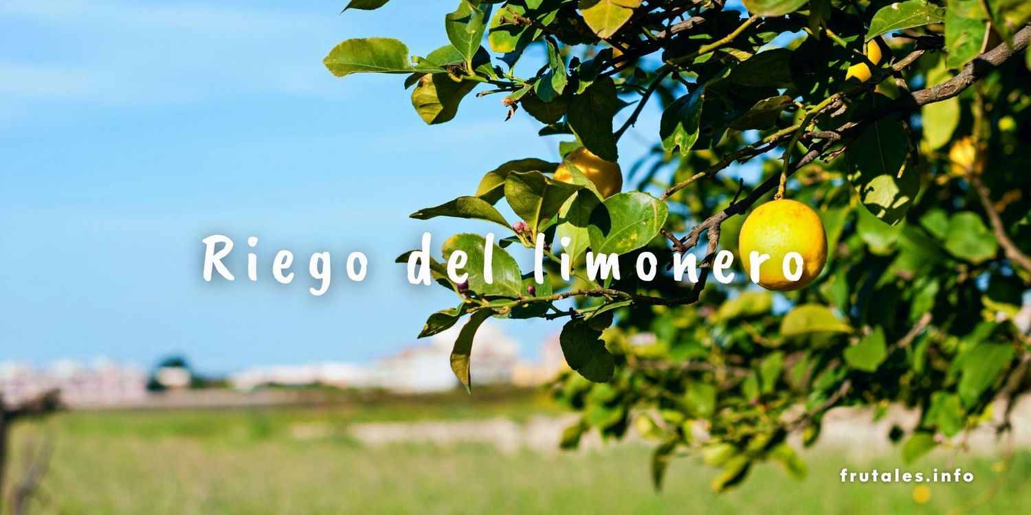 Foto de un limonero en el campo en referencia al riego adecuado. Lleva sobre impreso el letras de color blanco: Riego del limonero.