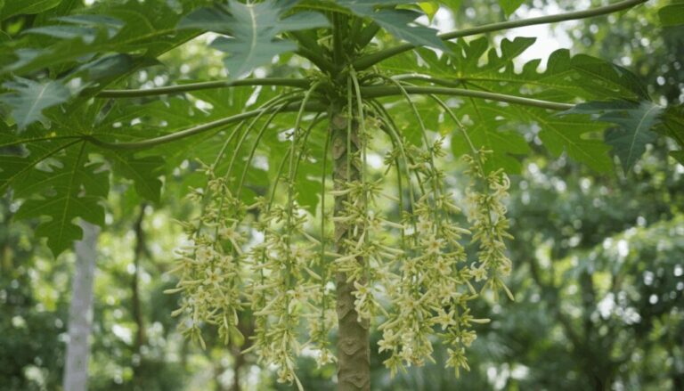 ¿Qué significa papayo macho?