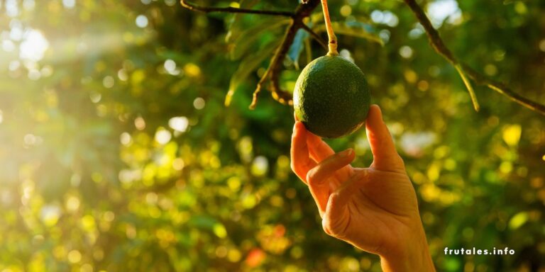 ¿Cuántas veces al año da fruto el aguacate? Guía completa