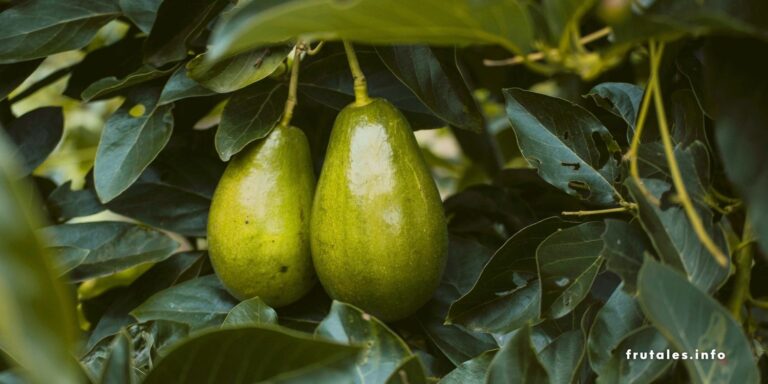 Foto en detalle de las frutas de un aguacate en referencia a Cuánto tarda un aguacate en dar fruto.
