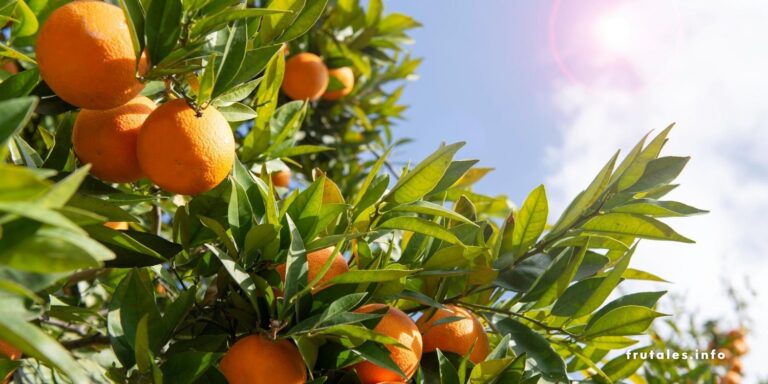 Foto parcial de un naranjo en referencia a Cuántos años de vida tiene un árbol de naranja.
