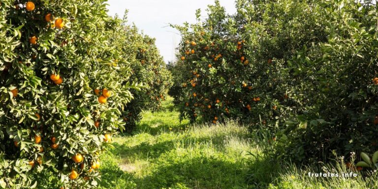 Foto de un campo de naranjos en referencia a cuánto tarda un naranjo en dar frutos.