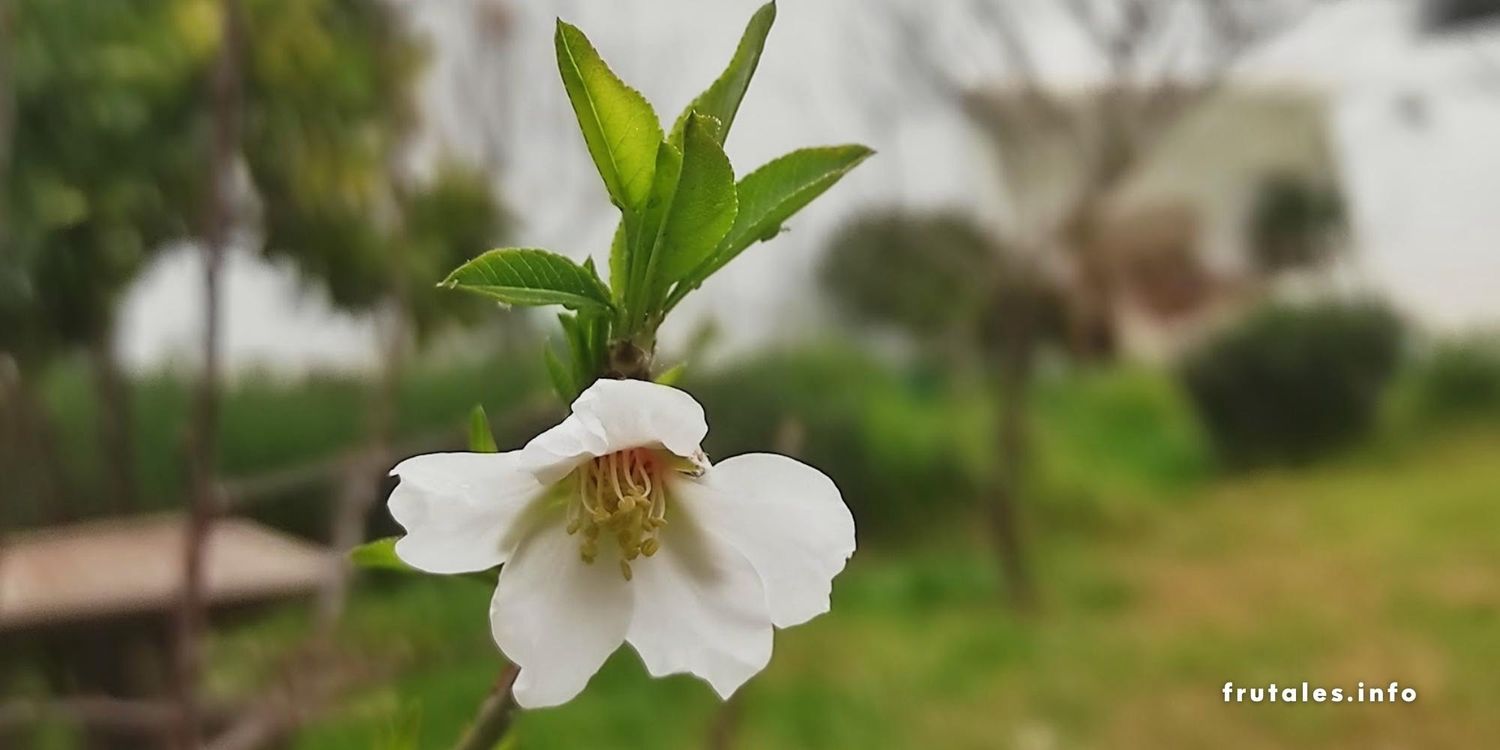 Foto en primer de la flor del azahar en un naranjo de mi patio.